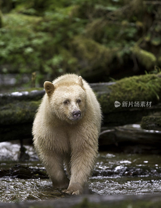 柯莫德熊(Ursus americanus kermodei)，也被称为“白灵熊”或“鬼熊”，是生活在不列颠哥伦比亚省中部海岸的美国黑熊的一个亚种。